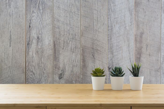 Kaktus mini jadi tanaman yang cocok untuk di kamar kos