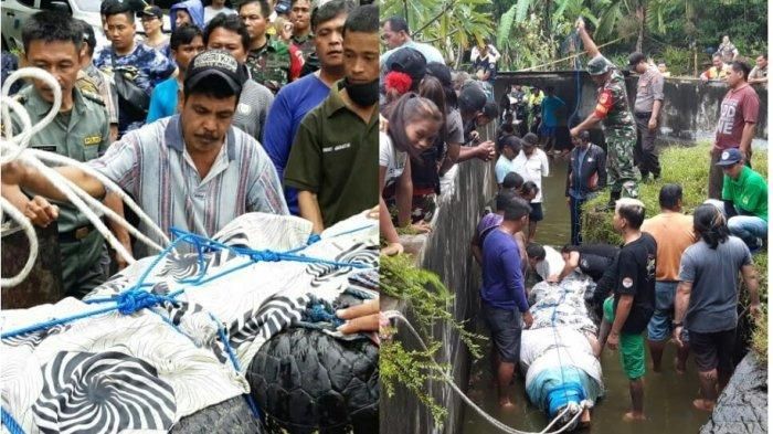 Proses evakuasi buaya Merry