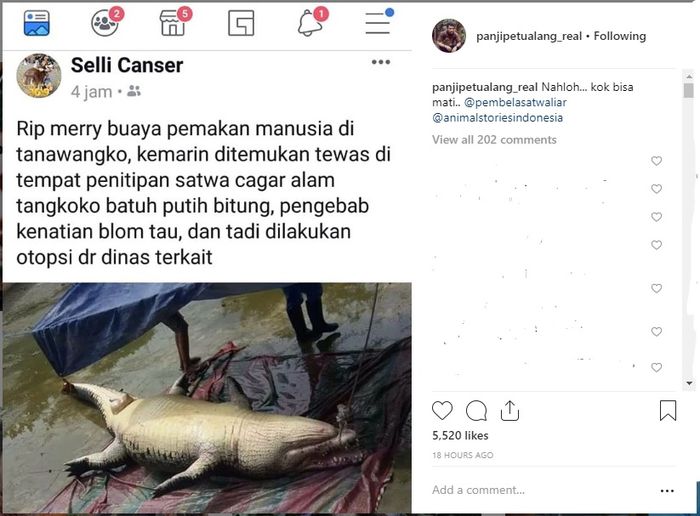 Unggahan Panji Petualang tentang kematian buaya Merry