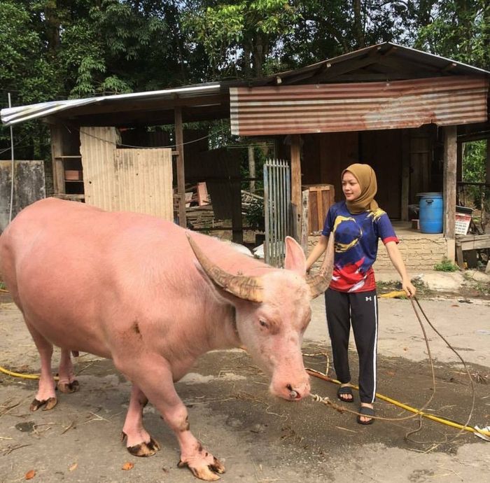 Nadia dan kerbau berwarna pink yang dipanggilnya Awang