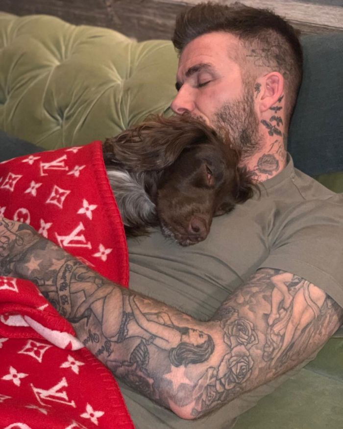 David Beckham bersama dengan anjing kesayangannya.