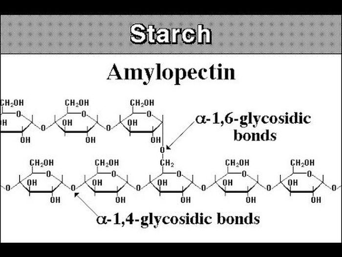 Amylopectin