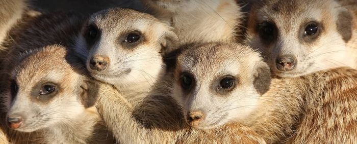Para meerkat