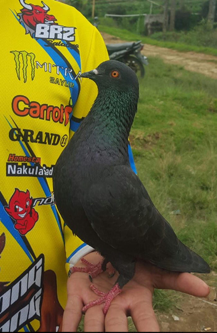 Manise, merpati kolong milik Rendi