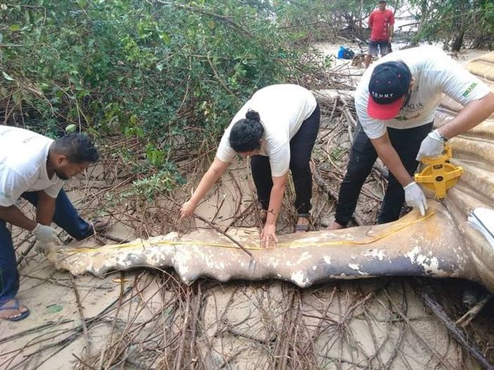 Misterius Bangkai Paus Bungkuk Ditemukan Terdampar Di Tengah