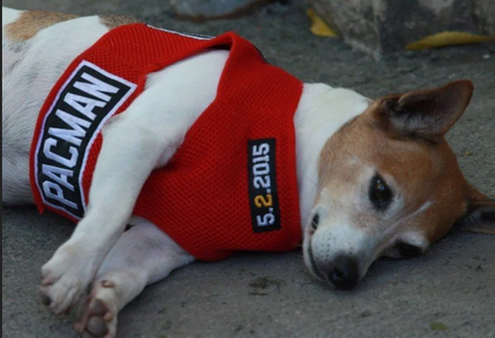 Anjing peliharaan yang merupakan sobat latihan kesayangan Manny Pacquiao, Pacman yang dikabarkan baru saja meninggal dunia.