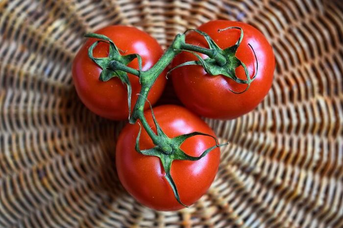 Tomat merupakan salah satu tumbuhan yang dikembangbiakan menggunakan cara mengenten.