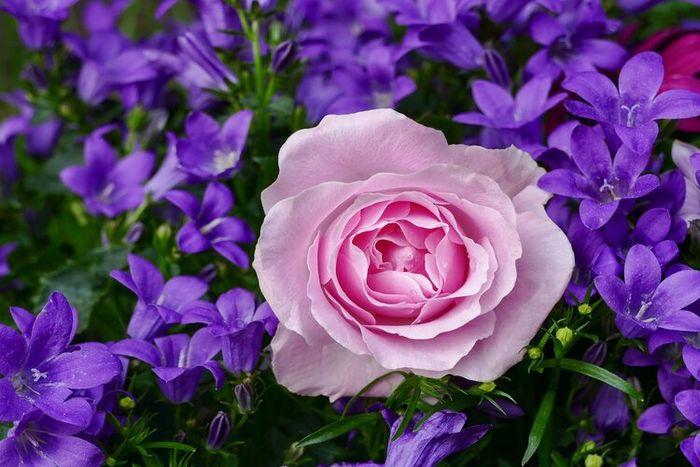 Bunga mawar mendapatkan gelar bunga tertua di dunia.