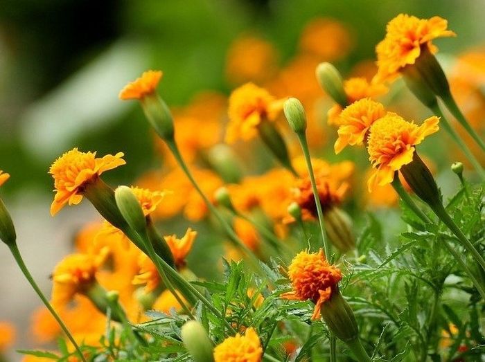 Tanaman marigold, salah satu bahan alami yang bisa mengusir rayap.