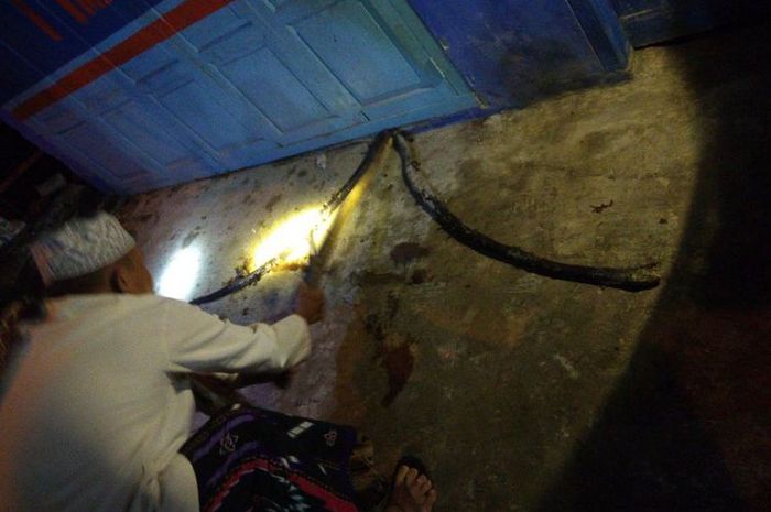 Warga menemukan ular king kobra yang diduga telah menyerang Siti Fatimah (38), warga Desa Cihonje, Banyumas, Jawa Tengah hingga tewas.