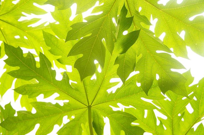 Jus daun pepaya punya banyak manfaat kesehatan