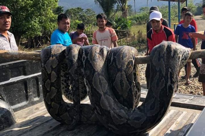 Ular Piton raksasa yang ditemukan warga di sungai