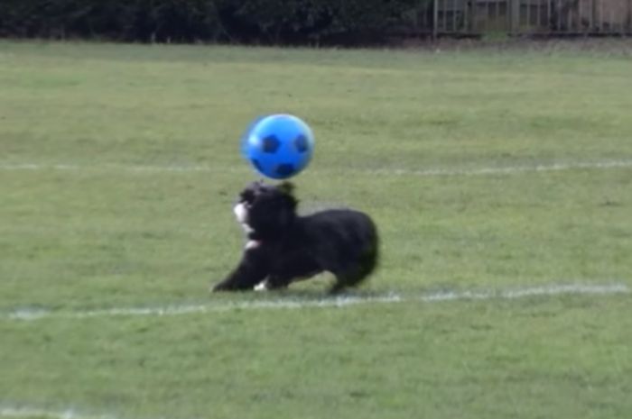 Alfie alias Ronaldog, anjing berusia empat tahun yang mahir bermain sepak bola.