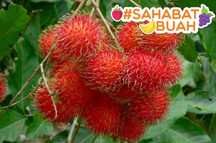 Lagi Musim! Ini 4 Manfaat Luar Biasa Buah Rambutan yang #SahabatBuah Belum Tahu!