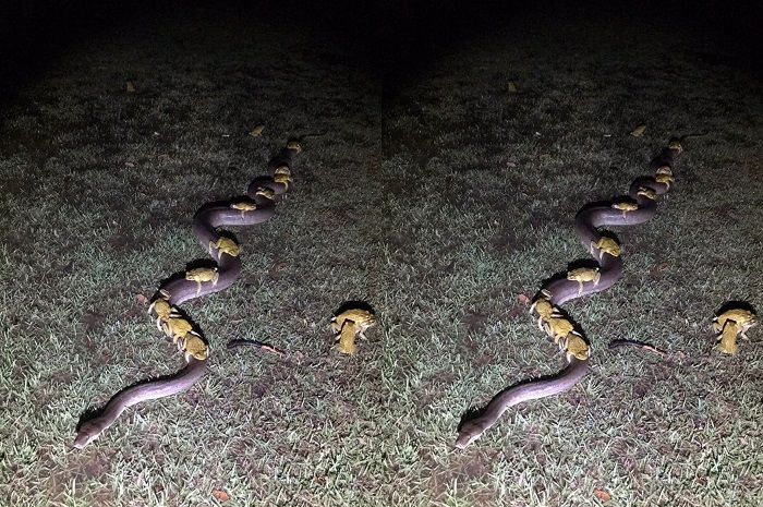 Sejumlah katak tertangkap kamera menunggang ular piton.