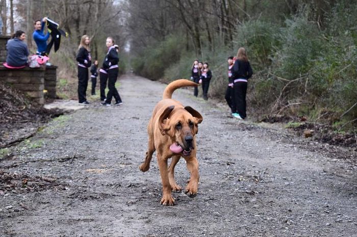 Anjing yang dipanggil dengan nama Ludivine itu belakangan ini menjadi perhatian publik karena mengikuti lomba lari maraton di Kanada.