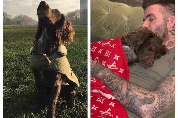 anjing keluarga Beckham memakai selimut seharga Rp85 juta