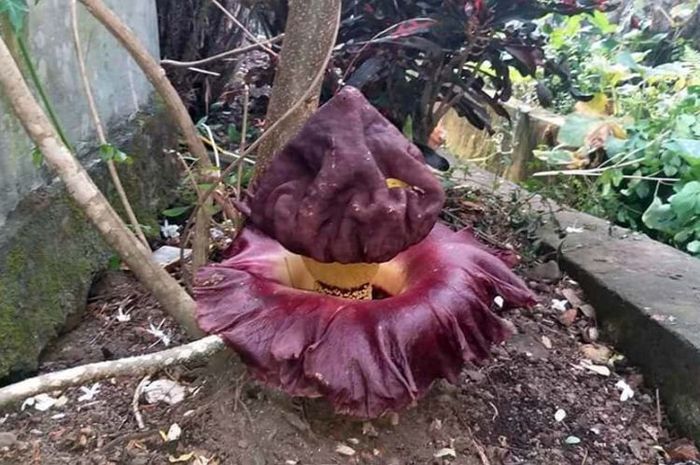 Bunga Bangkai Tumbuh Di Perkarangan Rumah Ini Dia Perbedaannya Dengan Rafflesia Semua Halaman Idea