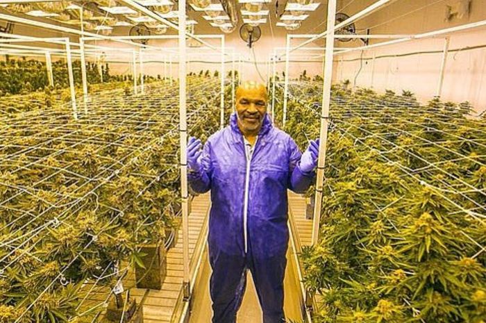 Mike Tyson berpose di pertanian cannabis miliknya di Tyson Ranch, California.