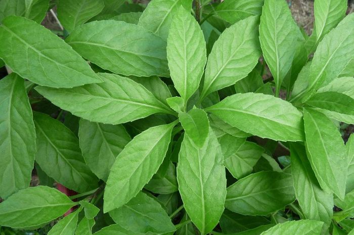 Daun dewa (Gynura procumbens) untuk mengobati berbagai penyakit.