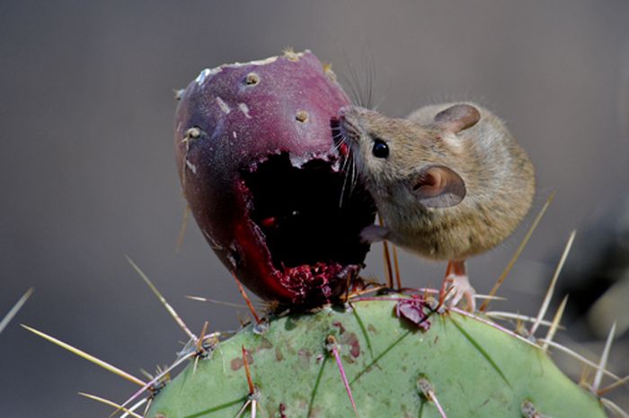 Salah satu jenis tikus pembawa hantavirus (Peromyscus maniculatus)