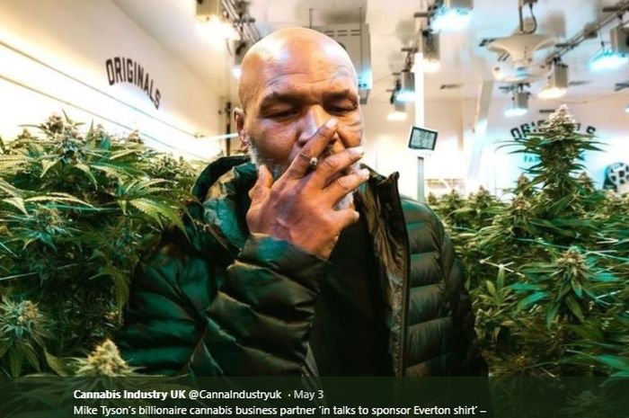 Petinju legendaris dunia Mike Tyson saat berada di kebun ganja miliknya