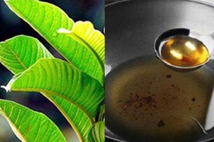 Berikut 5 manfaat kesehatan teh daun jambu biji