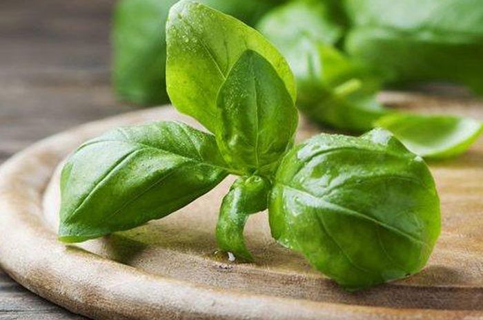 Kunyah daun kemangi miliki manfaat baik untuk kesehatan