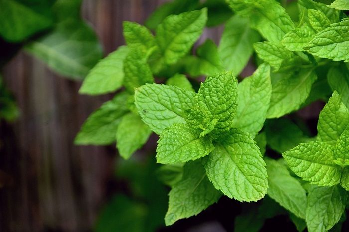 Health Medicinal Herbs Herbs Peppermint Mint