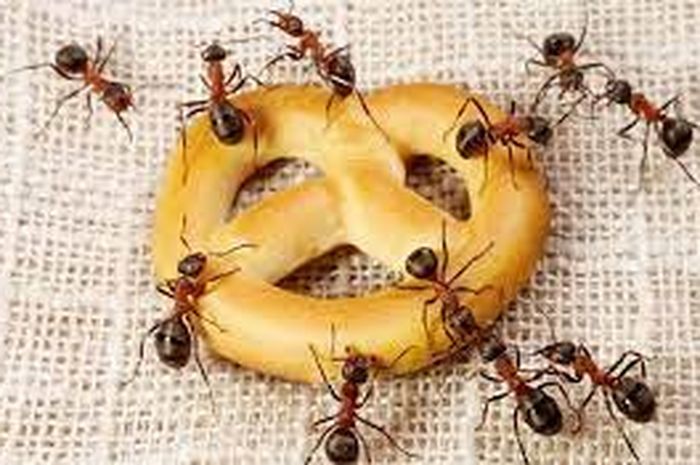 Ilustasi semut mengerubungi makanan