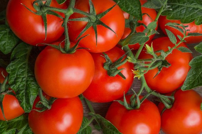 Cara simpan tomat agar awet berbulan-bulan