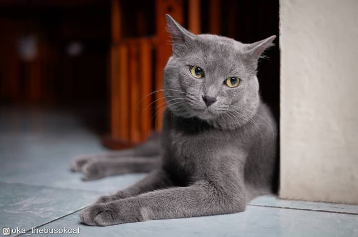 Mengenal Kucing Busok Ras Kucing Asli Indonesia Yang Sudah Diakui