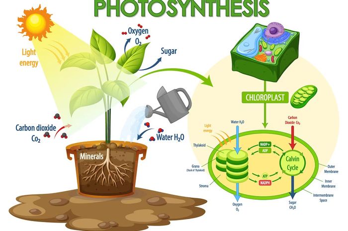 Mengenal Dan Mengetahui Proses Fotosintesis Serta Reaksi Terang Dan
