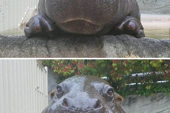 Lucunya Tingkah Bayi Kuda Nil - Bobo.Grid.ID