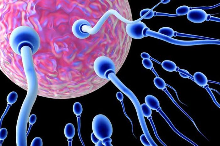 Inilah Perubahan Telur dan Sperma Berdasarkan Fase Usia