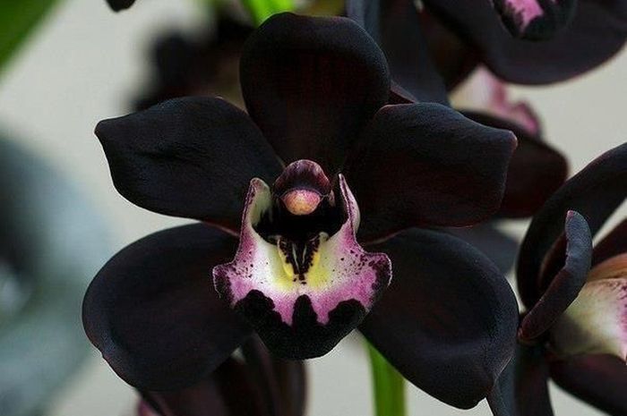 Anggrek Hitam
