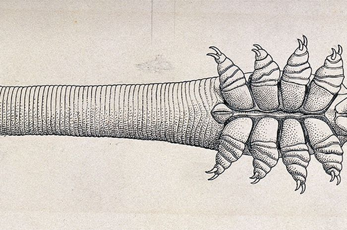 Demodex folliculorum yang hidup di <a href='https://medan.tribunnews.com/tag/wajah' title='wajah'>wajah</a> kita