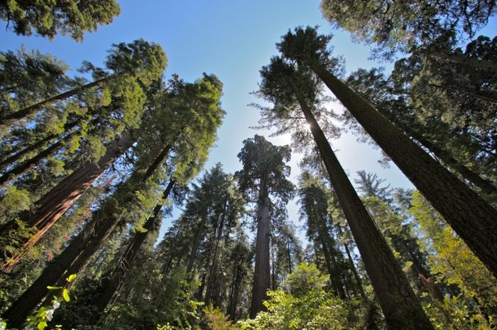 Misteri Hilangnya Pohonpohon Raksasa di Hutan California Intisari