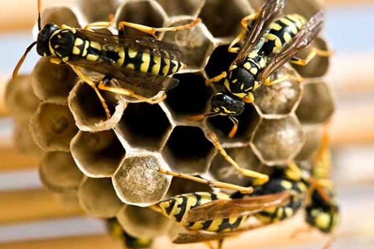 Bebaskan Rumahmu Dari Tawon Dengan 5 Ramuan Yang Mudah Dibuat Ini