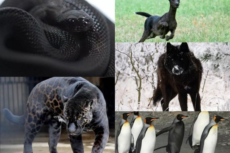 Keren 5 Hewan Ini Langka Karena Warnanya Nomer 2 Serem Banget