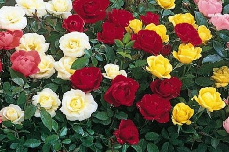 Buat Yang Hobi Tanaman Bunga Mawar Begini Loh Cara Merawatnya Semua Halaman Grid