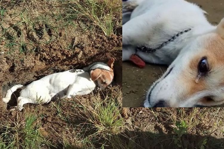 Kasihan Anjing Ini Menangis Sebelum Tewas Akibat Diracun Pencuri