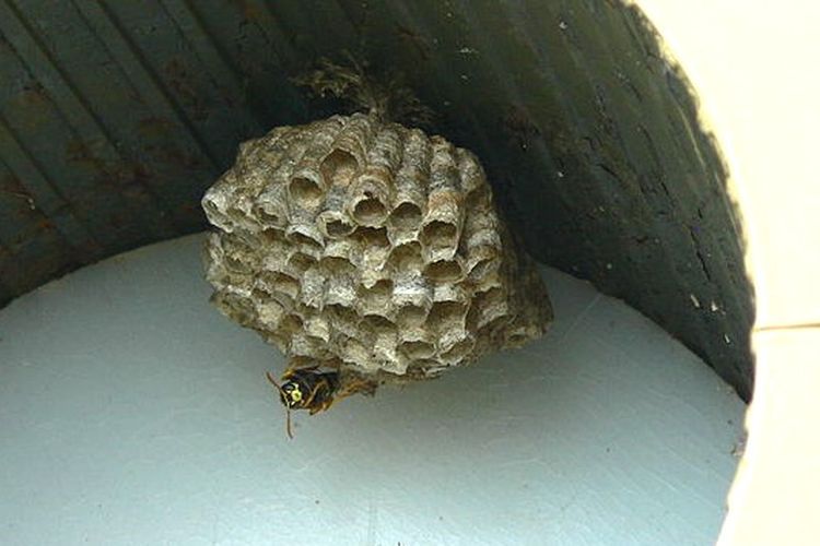 Cara mengusir lebah masuk rumah