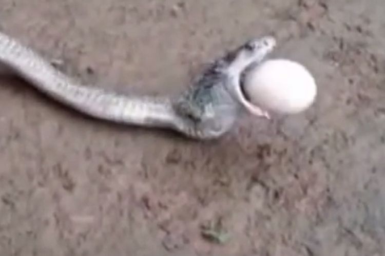 Ular Kobra Paksa Keluarkan Benda Bulat Putih Dari Dalam Mulutnya, Lihat Video Berapa Banyak yang dikeluarkan