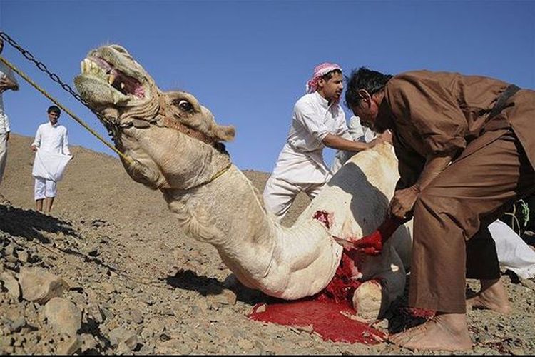 Di Arab Hewan Kurban Yang Disembelih Adalah Unta Gimana Ya Cara