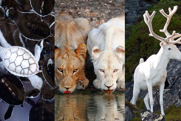 Siapa Bilang Nggak Punya Warna Itu Nggak Keren 10 Hewan Albino Ini