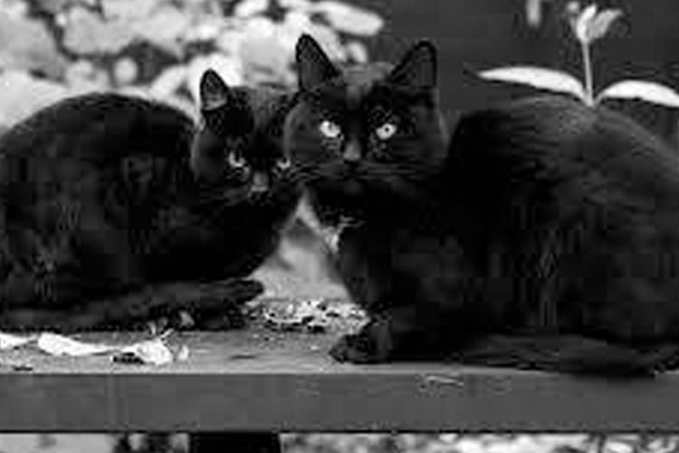 Seram Kisah Misteri Kucing Hitam Di Wonosobo Yang Lompati Jenazah Kemudian Semua Halaman Grid