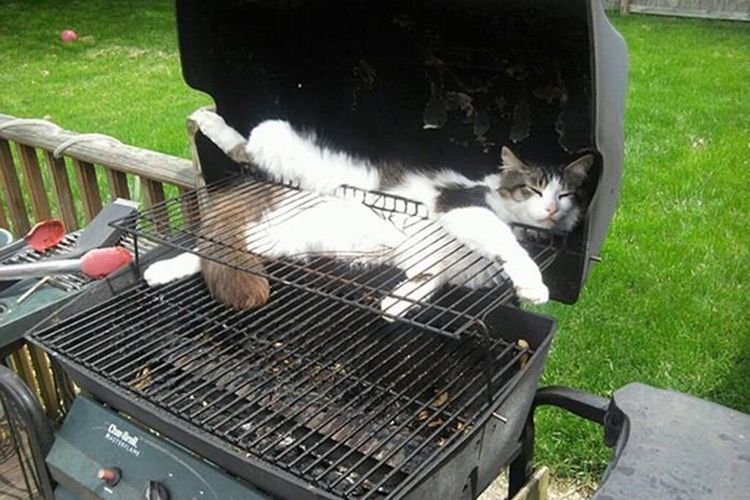 Lucu Banget Begini Nih 10 Posisi Tidur Lucu Hewan Ada Yang Di