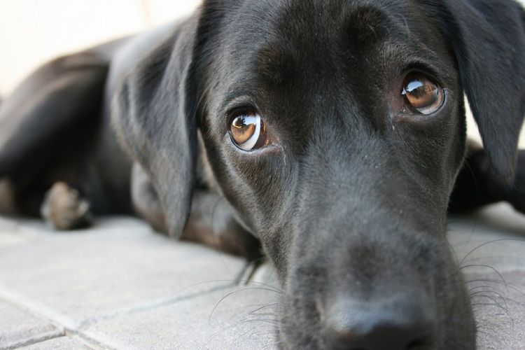 Anda Penyuka Anjing? Kenali 6 Perilaku Aneh Anjing dan Apa Maksudnya (2) - Semua Halaman - Intisari