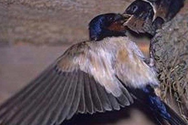 Rengguk Untung Dari Liur Burung 2 Intisari
